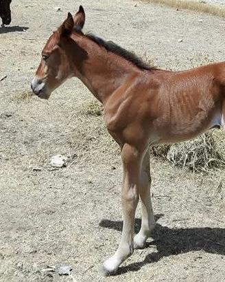cavallo puledro