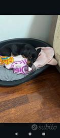 Cucciolo di cane