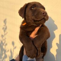 Labrador retriever