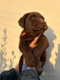 Labrador retriever