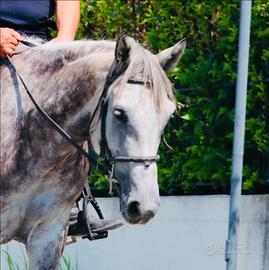 Cavallo Sella Francese