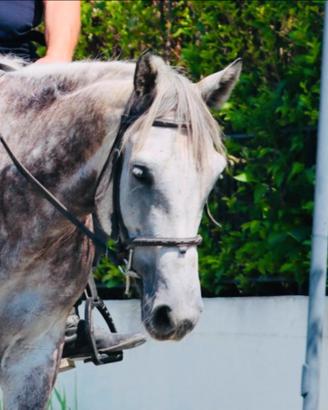 Cavallo Sella Francese