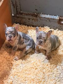 Bulldog Francese