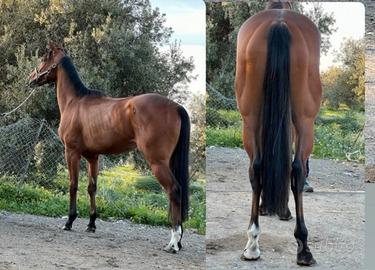 Cavallo purosangue inglese 4 anni