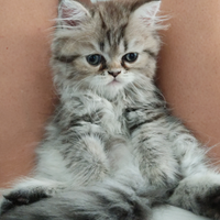 Persiana pura chinchilla