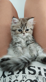 Persiana pura chinchilla