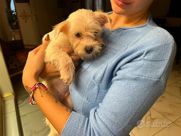 Maltivoo (maschietto)