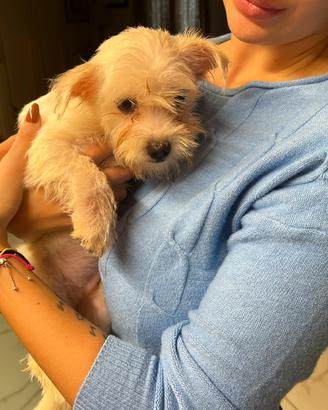 Maltivoo (maschietto)