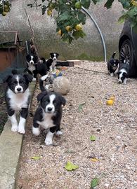 Cuccioli border collie