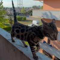 Animali