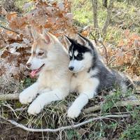 Cucciole Siberian Husky