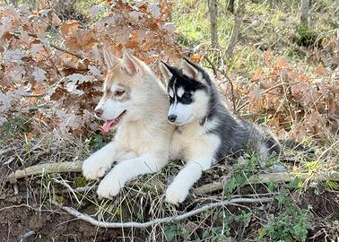 Cucciole Siberian Husky