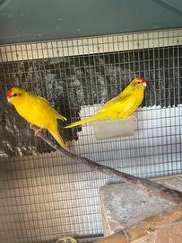 Kakariki