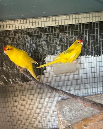 Kakariki