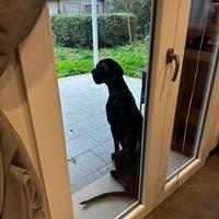 Cuccioli di Alano con pedigree ENCI