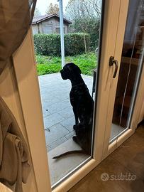 Cuccioli di Alano con pedigree ENCI