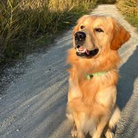 Golden retriever americano per monta