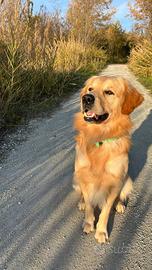 Golden retriever americano per monta