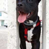 Incrocio American bully per monta
