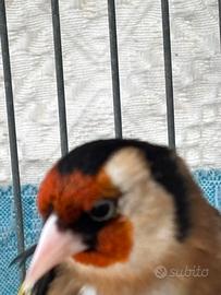 Cardellino maschio