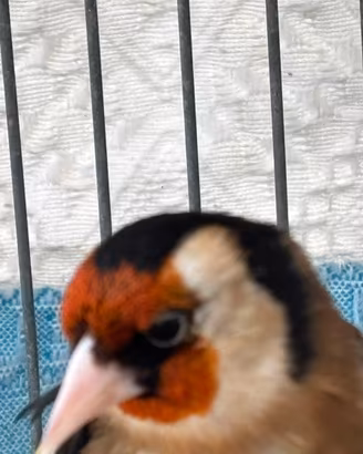 Cardellino maschio