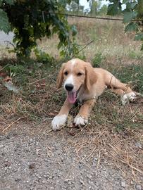 Cuccioli Setter Irlandese Meticcio