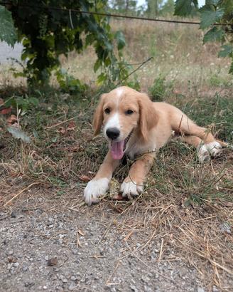 Cuccioli Setter Irlandese Meticcio