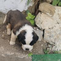Cuccioli di san bernardo