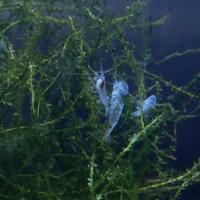 Caridine White Pearl