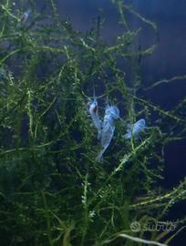 Caridine White Pearl