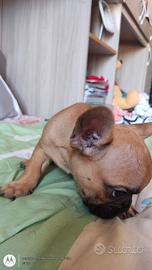 bulldog francese 