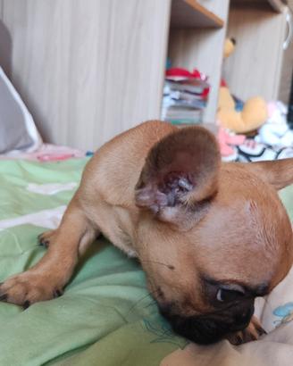 bulldog francese 