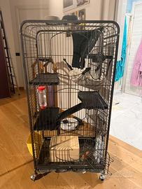 Vendita cincillà con gabbia