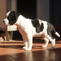 Staffordshire Bull Terrier Femmina