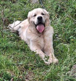 Golden retriever