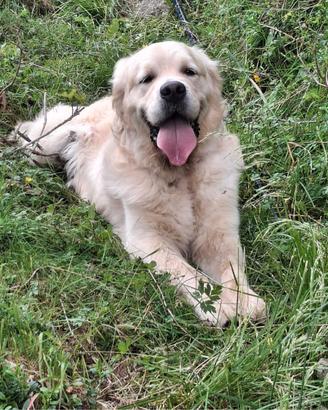 Golden retriever