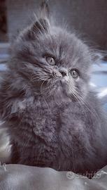 Cuccioli di Gatto Persiano