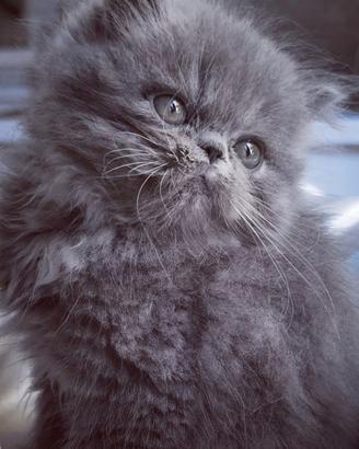 Cuccioli di Gatto Persiano