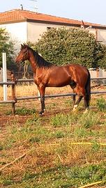 Cavallo