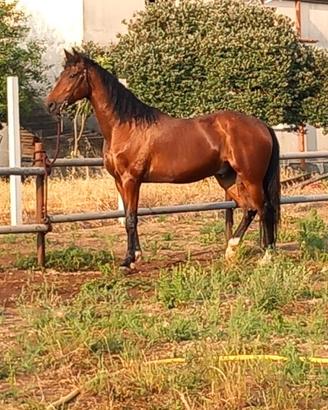 Cavallo