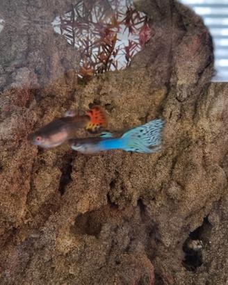 Guppy avanotti