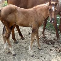Puledro Quarter Horse 2024