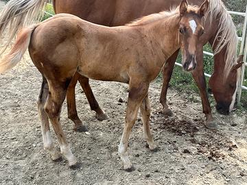 Puledro Quarter Horse 2024
