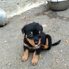 Cuccioli di rottweiler