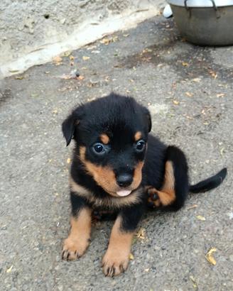 Cuccioli di rottweiler