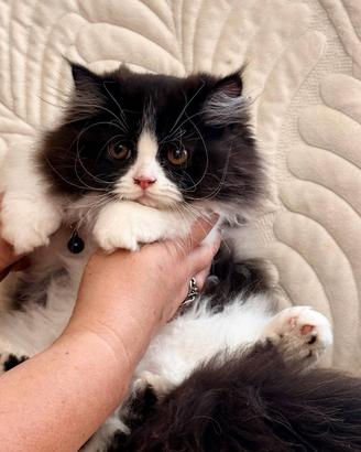 Gattino Persiano Bicolore Maschietto
