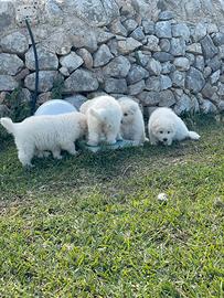 Cuccioli pastore maremmano abruzzese