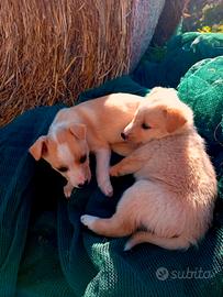 Cuccioli taglia piccola