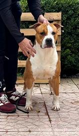 American staffordshire terrier Affido