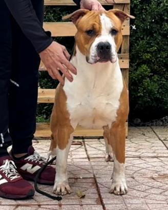 American staffordshire terrier Affido